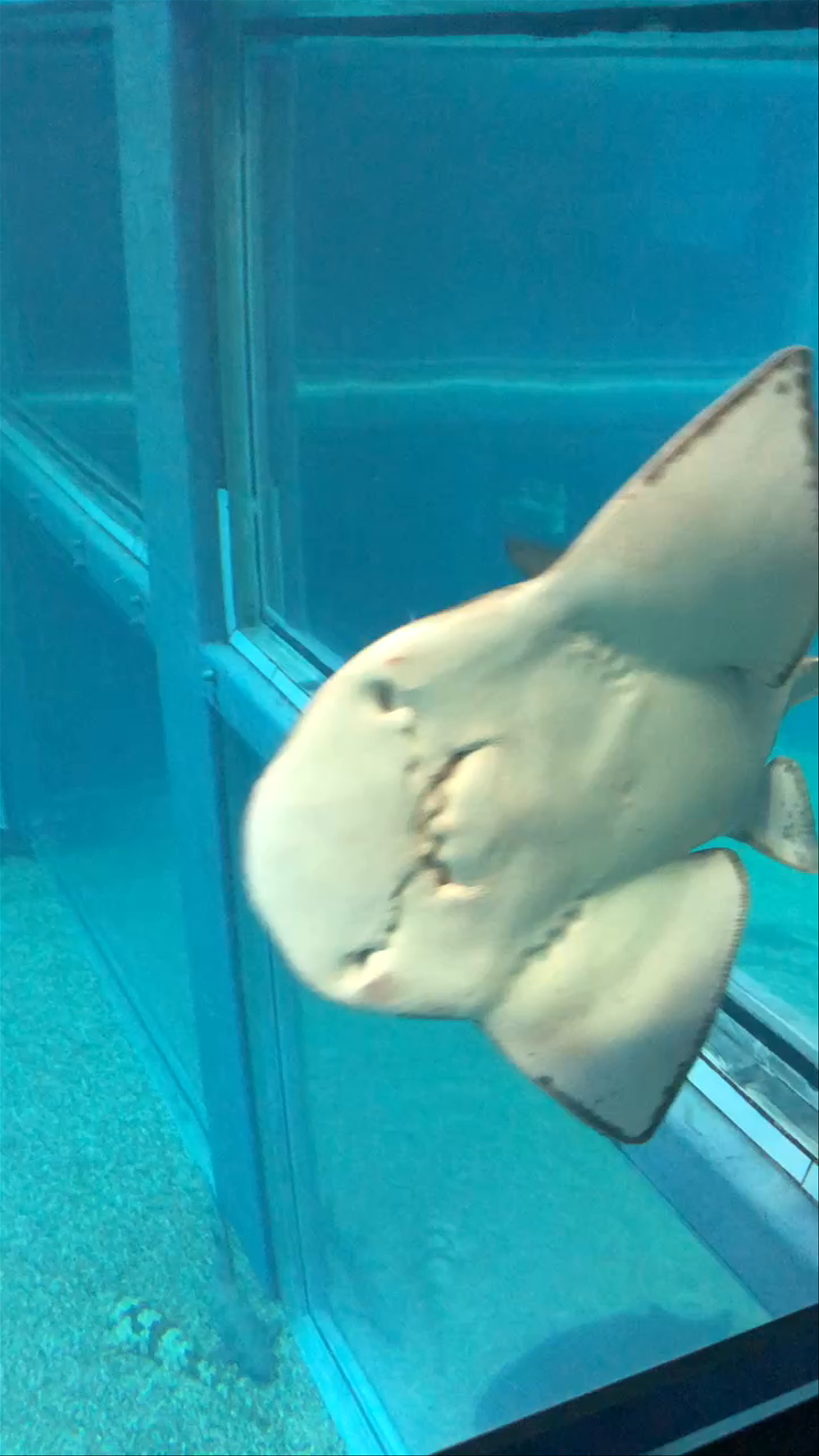 Mesmerizing Encounter with a Shark at Osaka Aquarium Kaiyukan