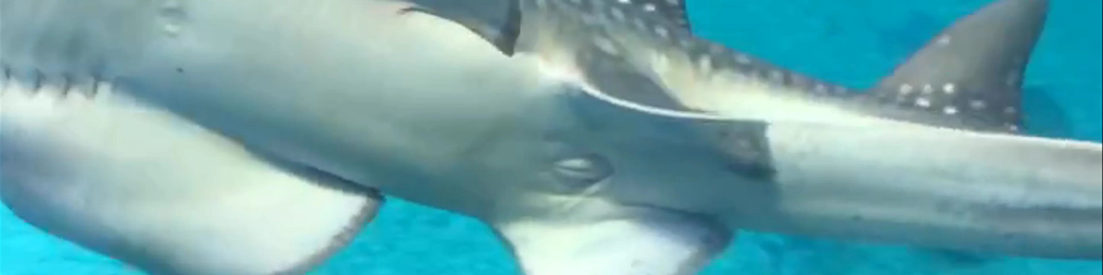 Osaka Aquarium Kaiyukan