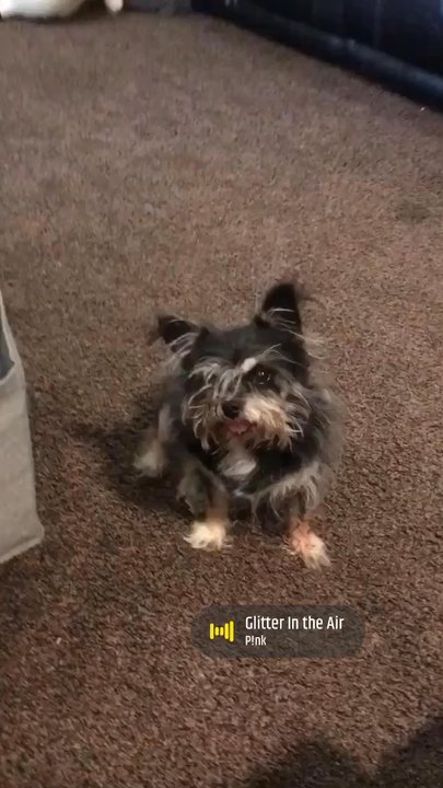 Scruffy to Fluffy Pet Spa - This is my dog before and After visiting Scruffy to Fluffy Pet Spa - Pet Groomers Near Me - Bakersfield, California