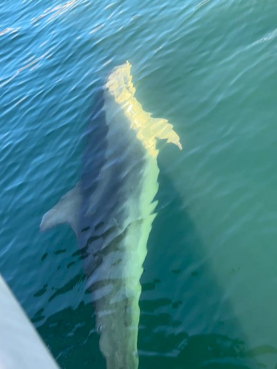 Trips and Tramps - Dolphins swimming with our boat - Active Life Near Me - Queenstown, STL