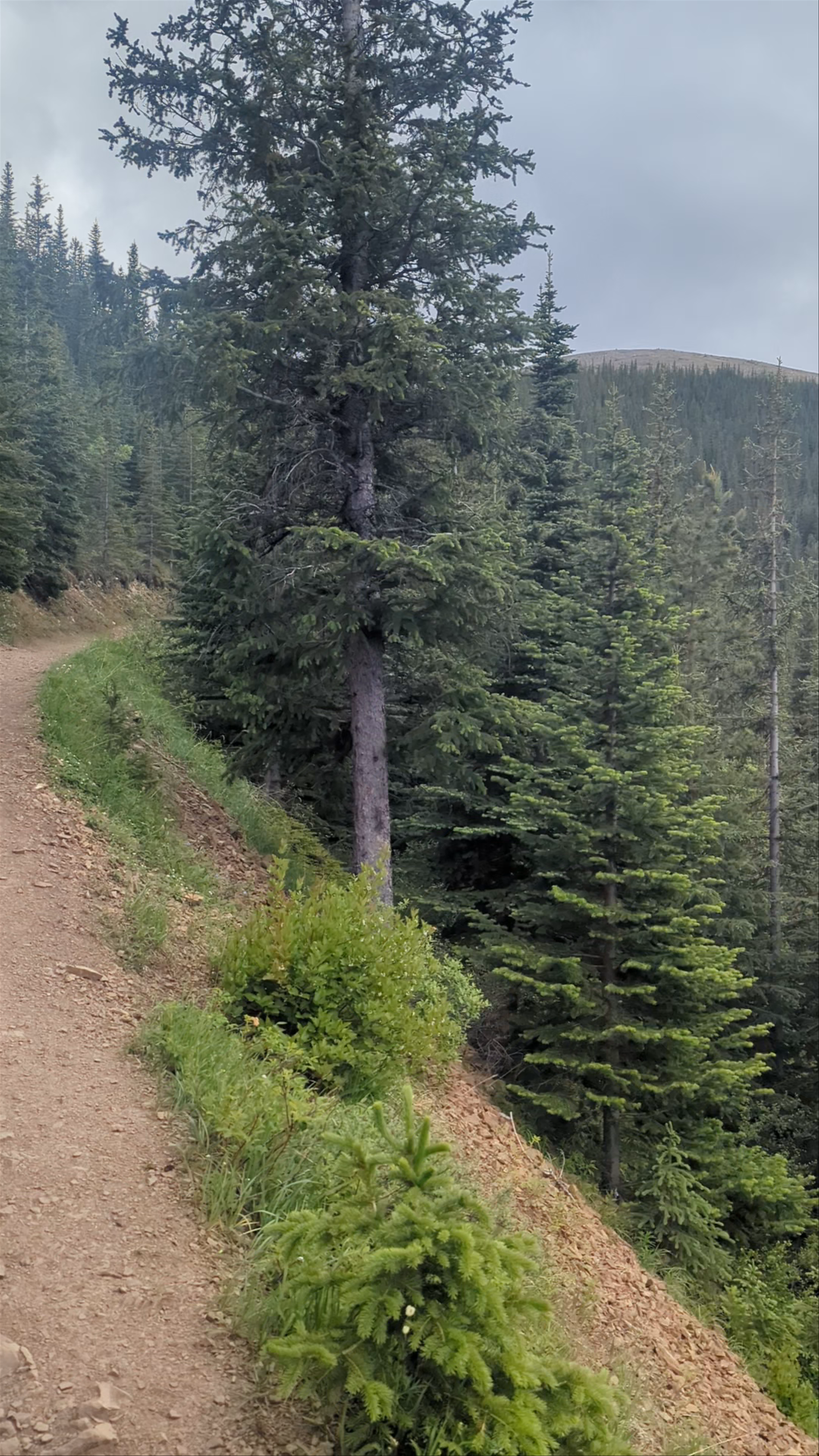 Sulphur Skyline Trailhead
