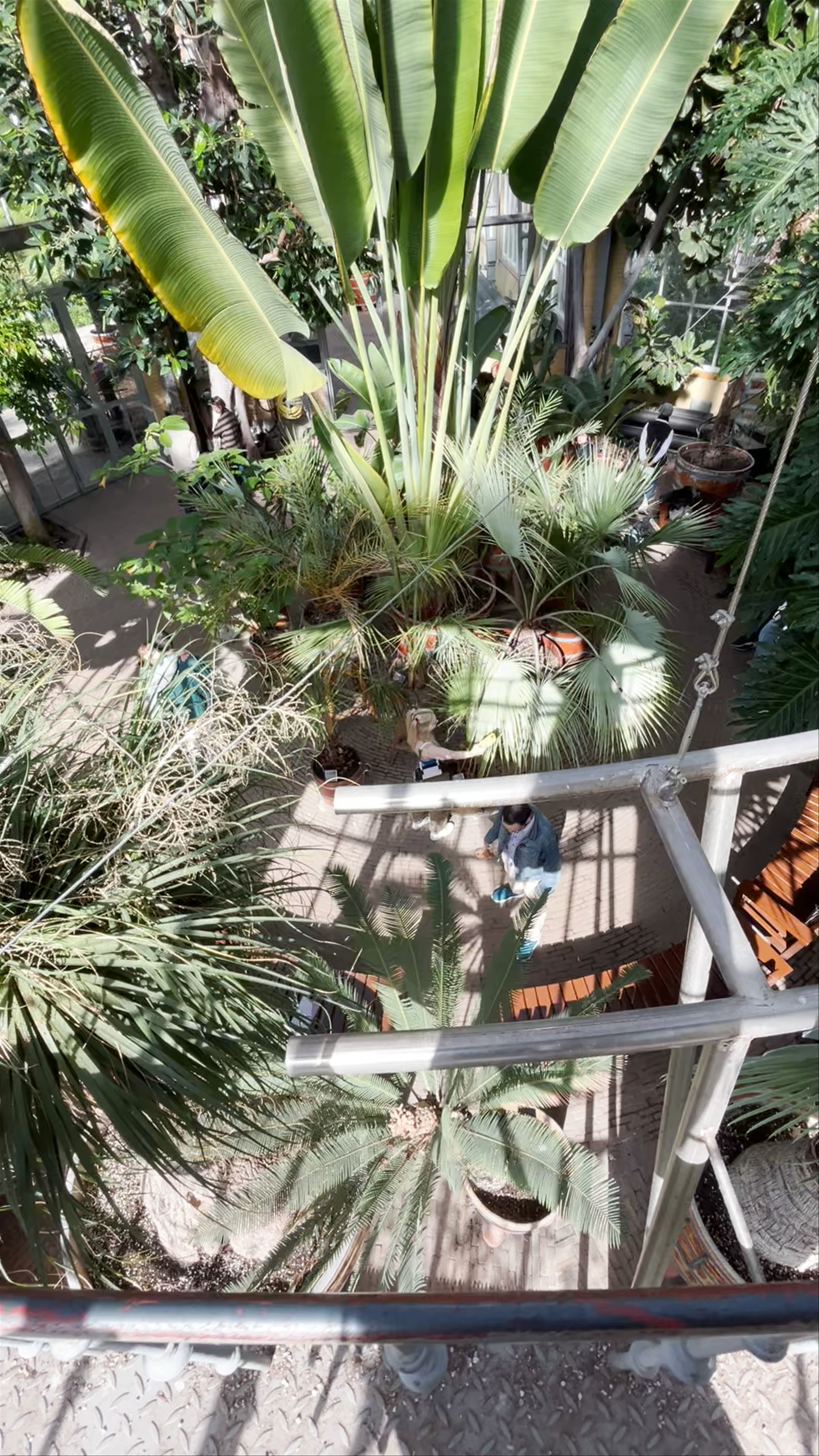 Palm Greenhouse: Tropical Oasis in Amsterdam