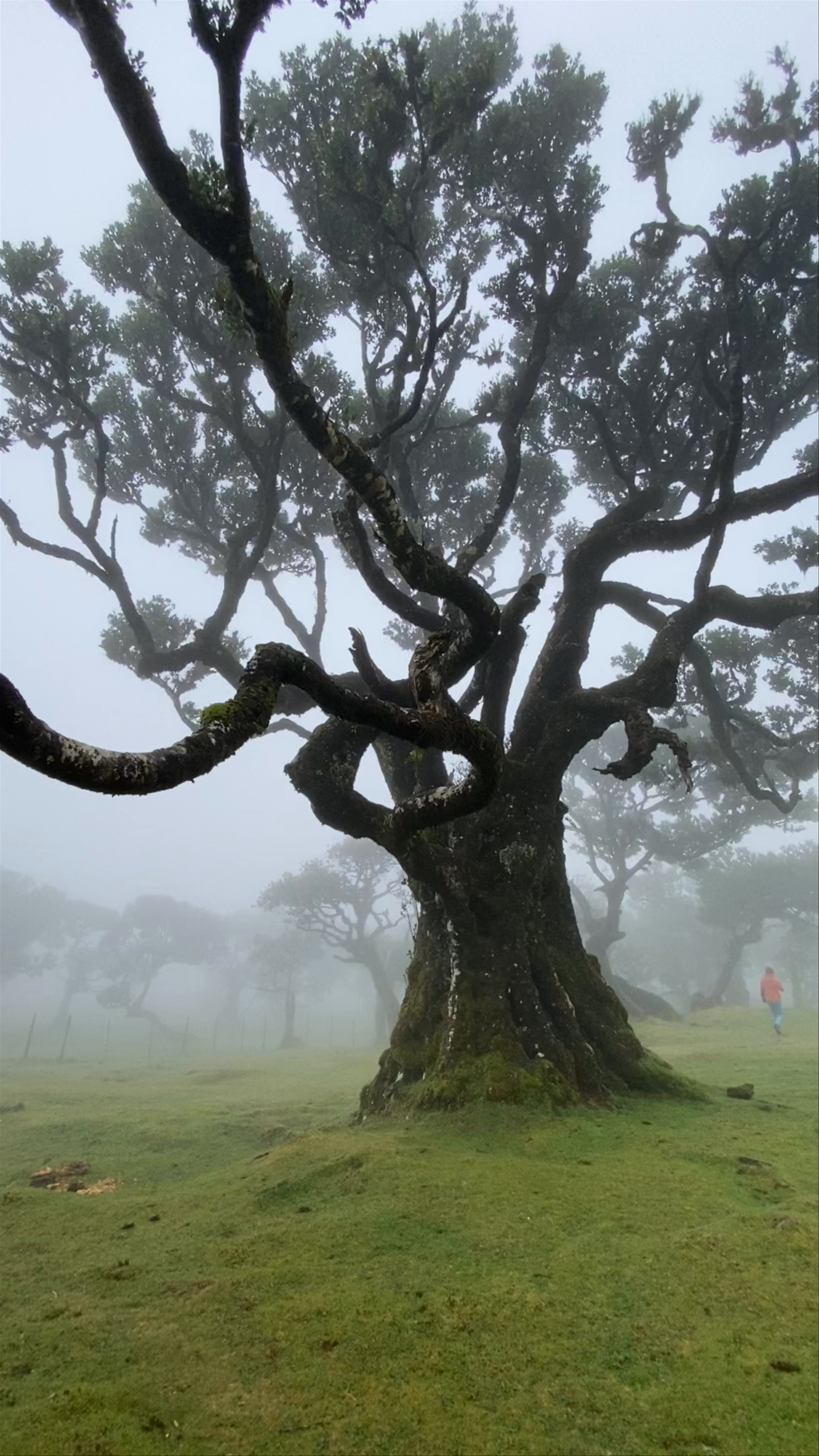 Mystical Foggy Morning in Fanal Forest, Madeira