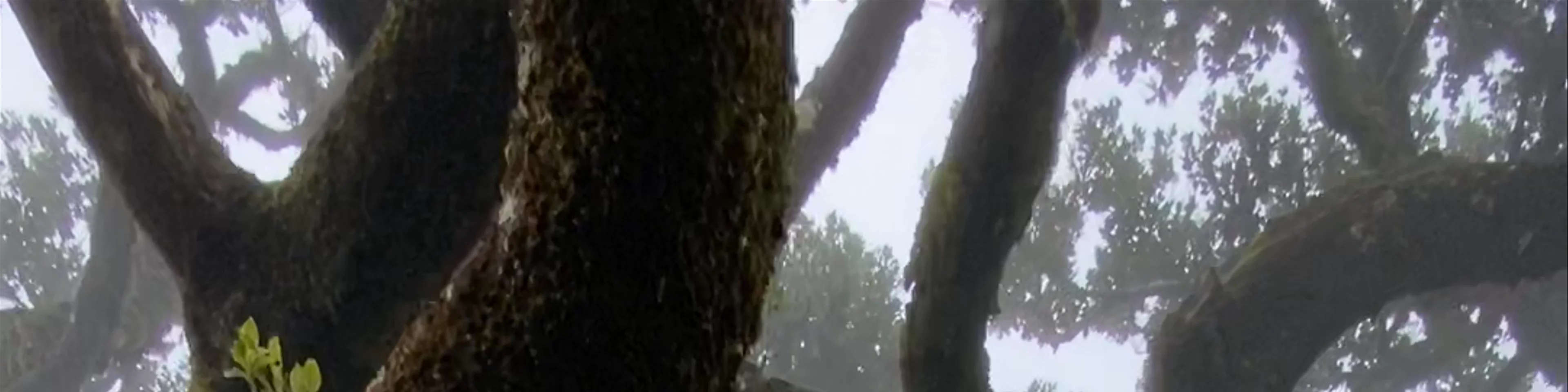 Fanal Forest