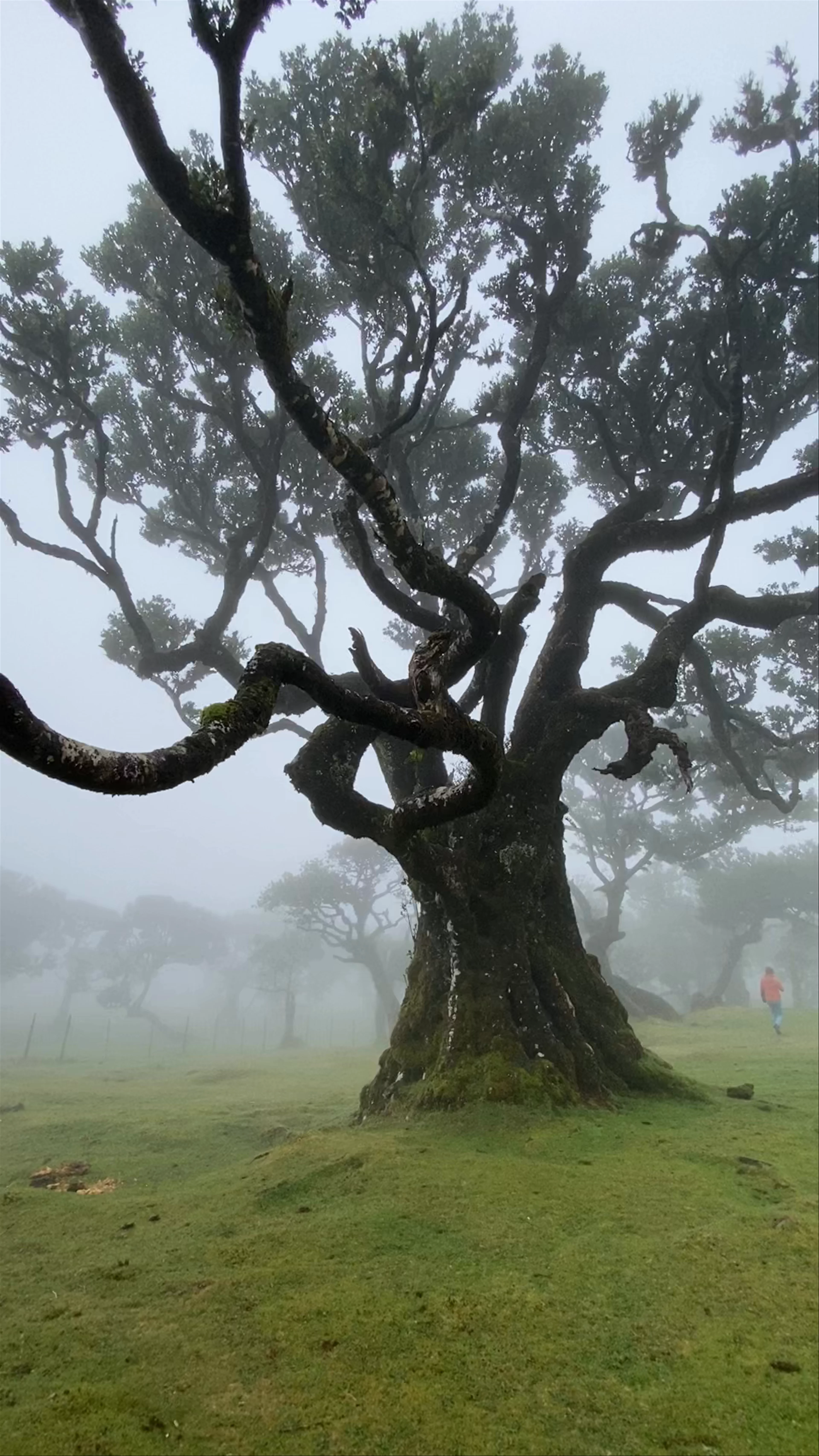 Fanal Forest
