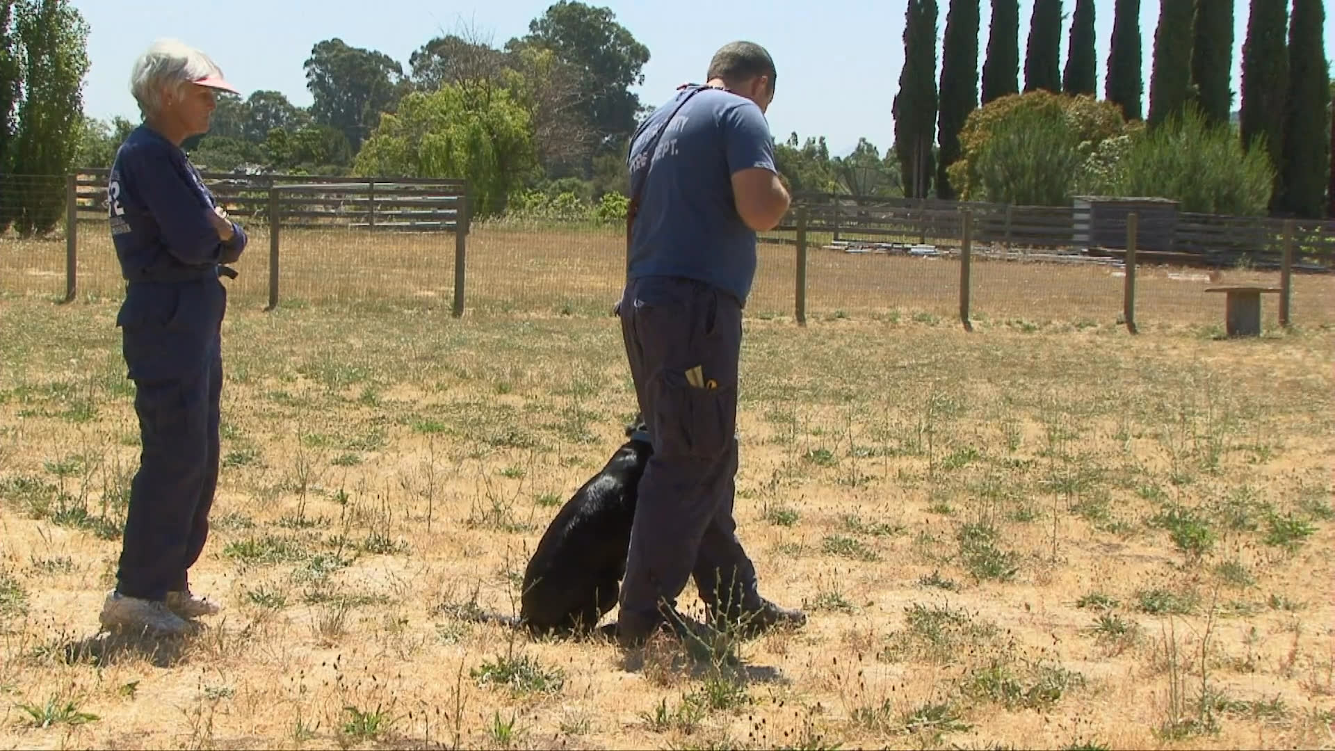 A search and rescue canine handler trains a black Labrador retriever in an open field, practicing retrieval and search techniques with a group of observers present.