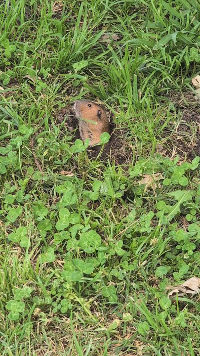 Libbit  Park - Ground gropher I guess? - Parks Near Me - Los Angeles, California