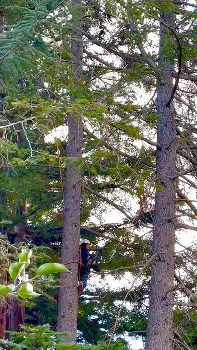 4 Seasons Tree Services - Look at his smile! This man is loving his job! - Tree Services Near Me