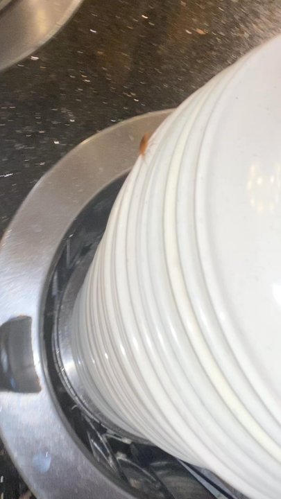New Buffet City - Roaches crawling on the plate n - Buffets Near Me - Chesapeake, Virginia