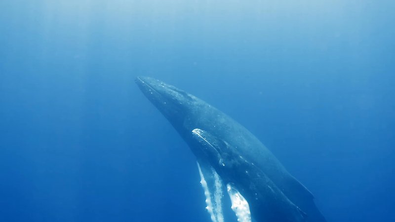 Humpback Whale Mother and Calf poster