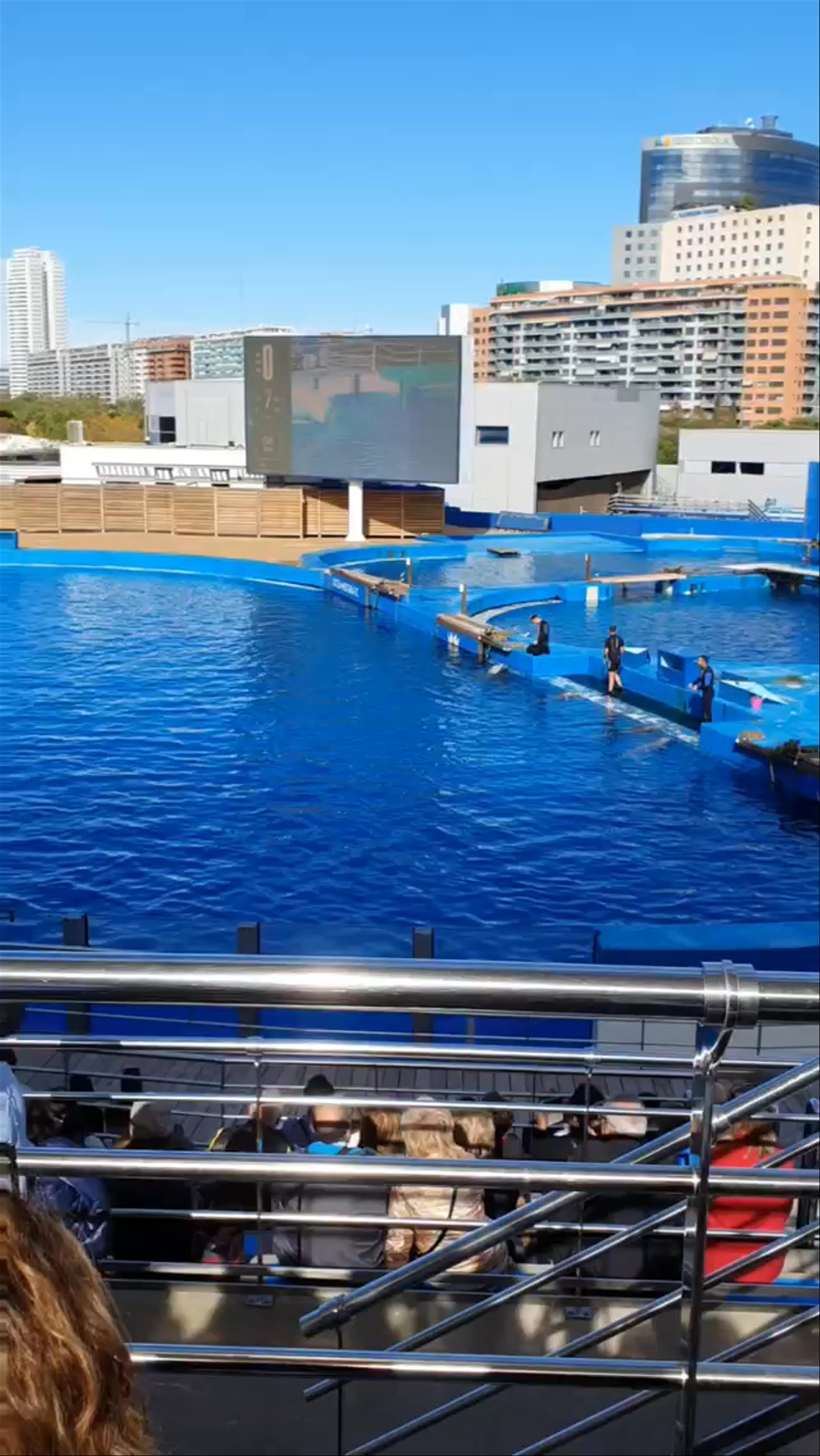 Dolphin Show at Oceanogràfic in Valencia, Spain