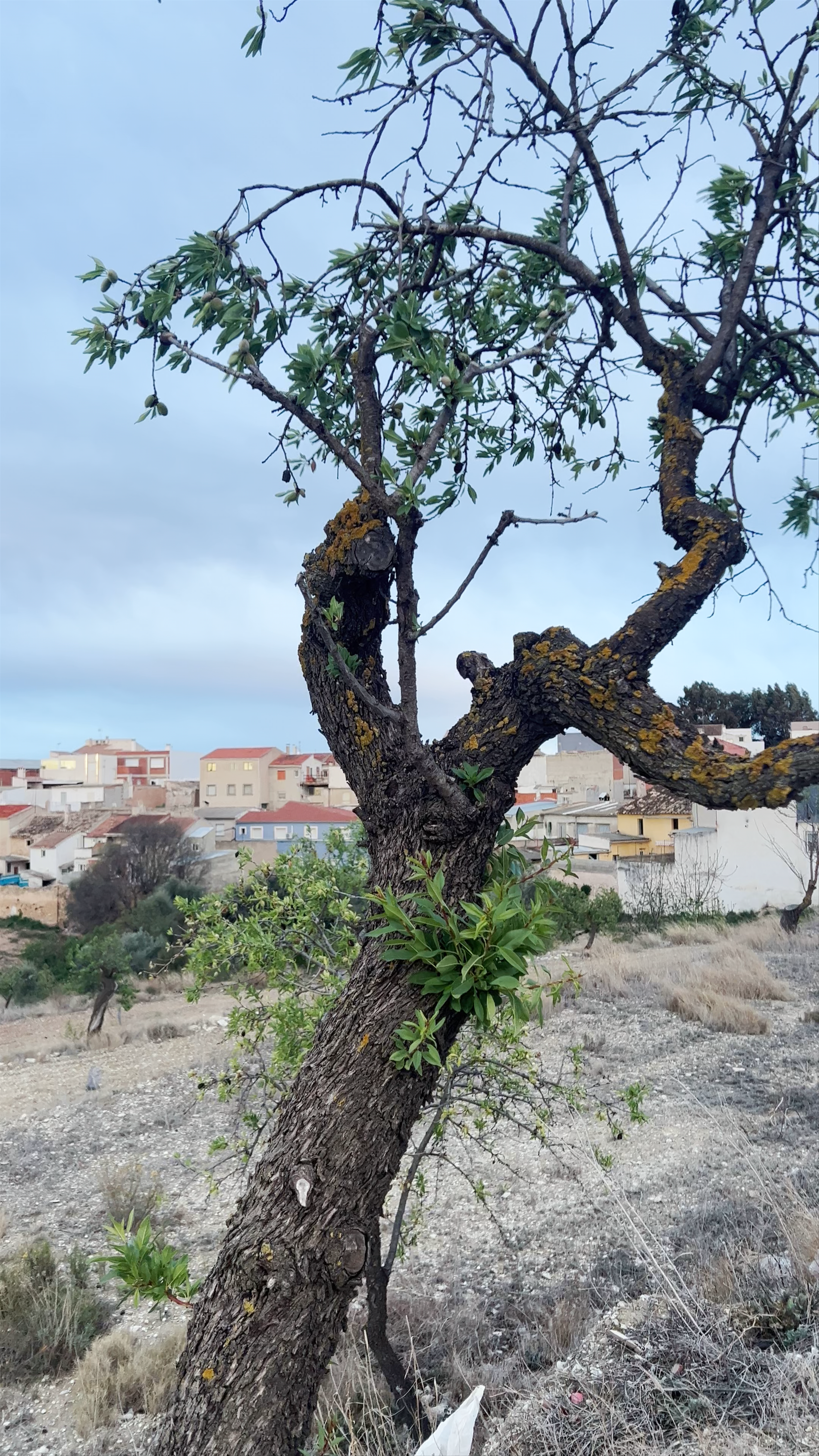 Mirador de La Cuerda: Serene Sunset Views in Bullas, Spain