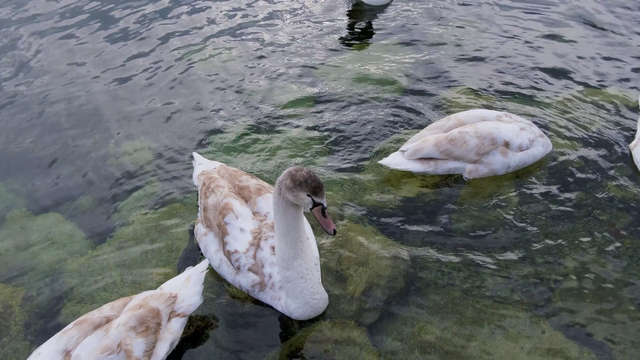 Young Swans Gliding on Serene Lakeside