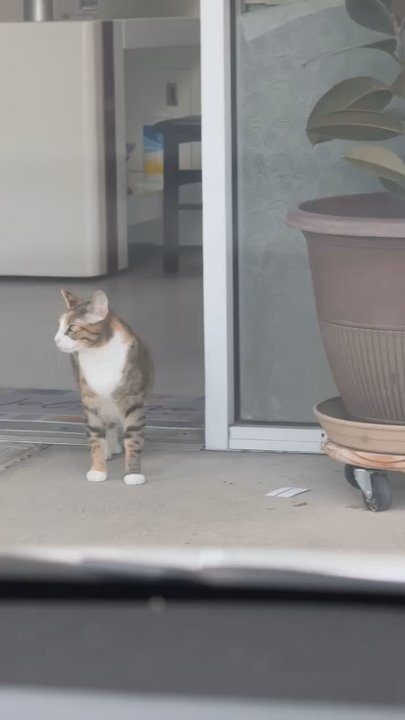Ling Nails - the cat in question. - Nail Salons Near Me - Jacksonville, Florida