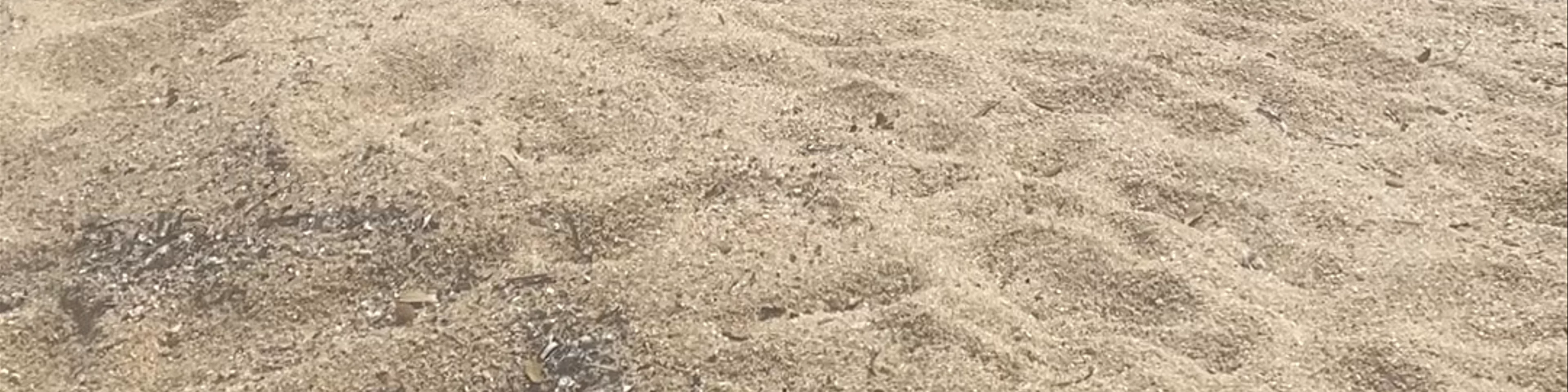 Paralia Vinia