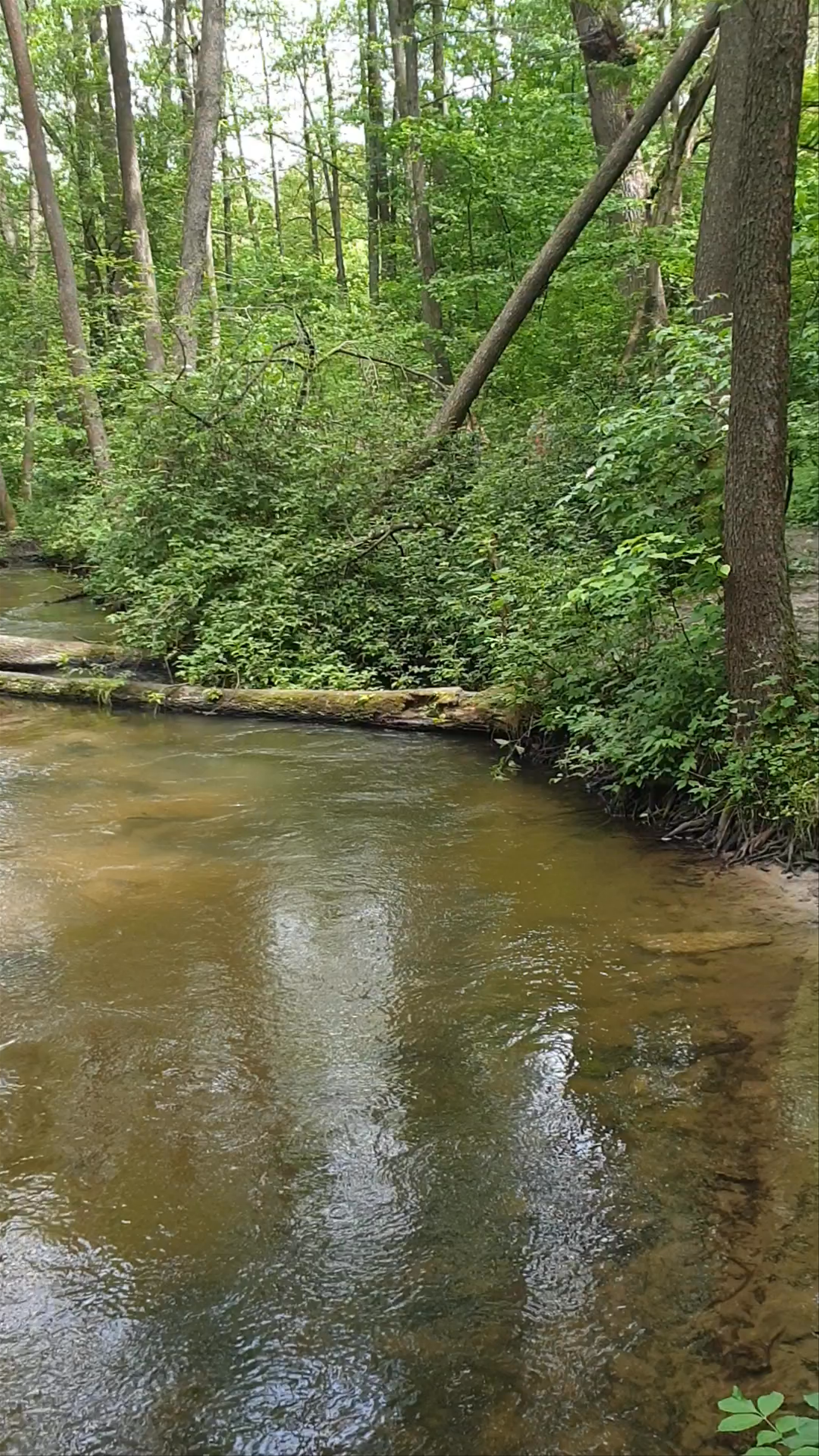 Rezerwat przyrody Nad Tanwią