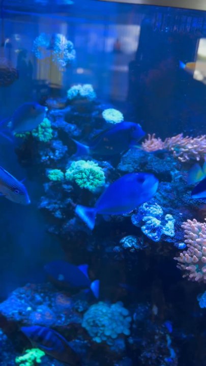 Golden Wok - Fish tank - Chinese Near Me - Aurora, Colorado