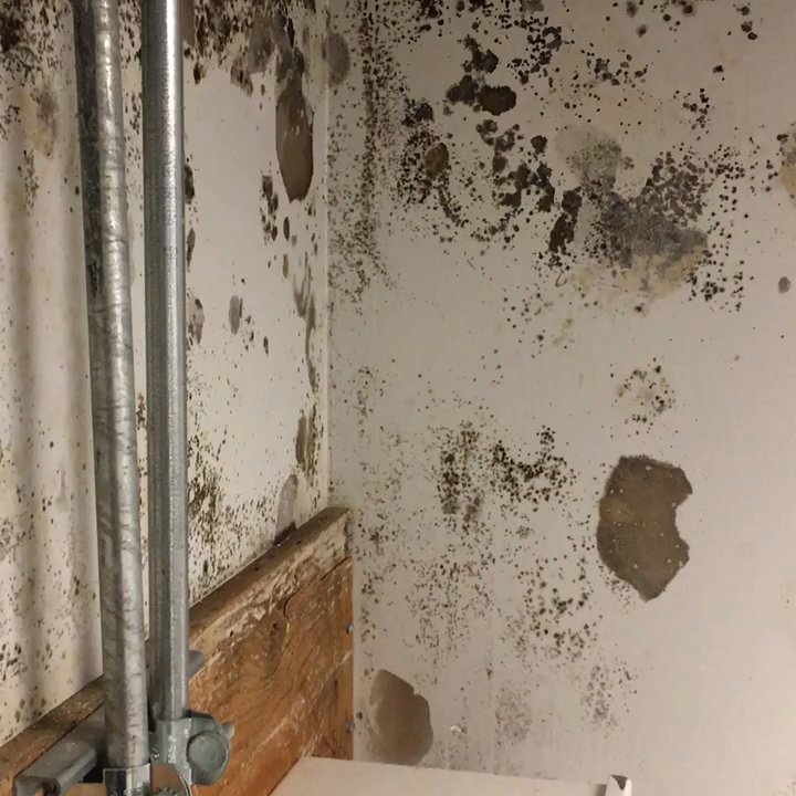 Mold Masters - Glendale - Elevated levels of moisture in the room. - Damage Restoration Near Me - Glendale, California