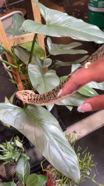 Energy Gardens Terrariums - Nurseries & Gardening Near Me - Dallas, Texas