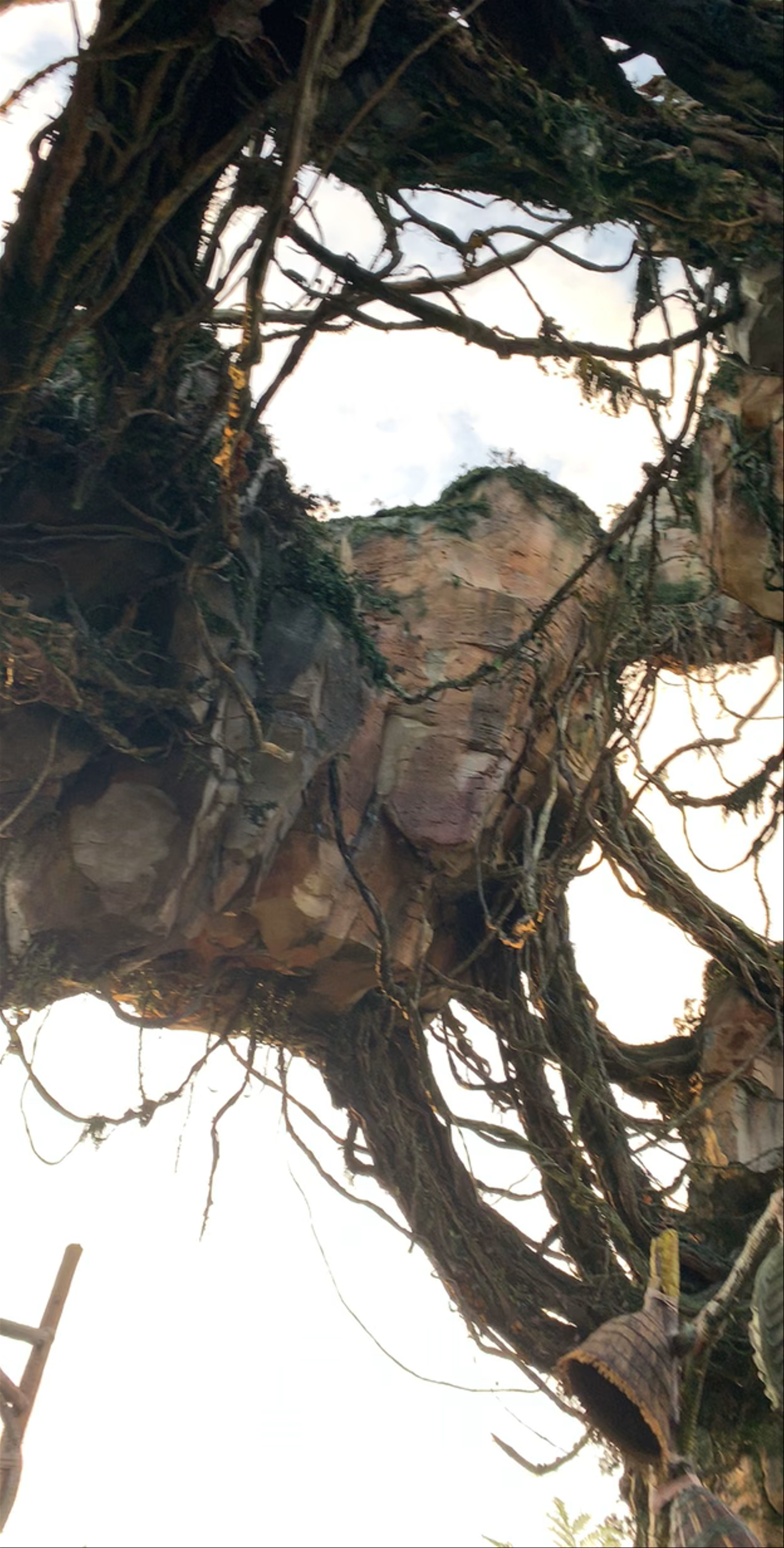 Floating Mountains of Pandora