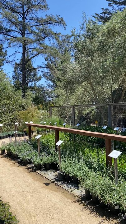 COTTAGE GARDENS OF PETALUMA - Updated May 2025 - 187 Photos & 108 ...
