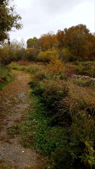 Big Bog State Recreation Area - Ludlow Lake - Parks Near Me