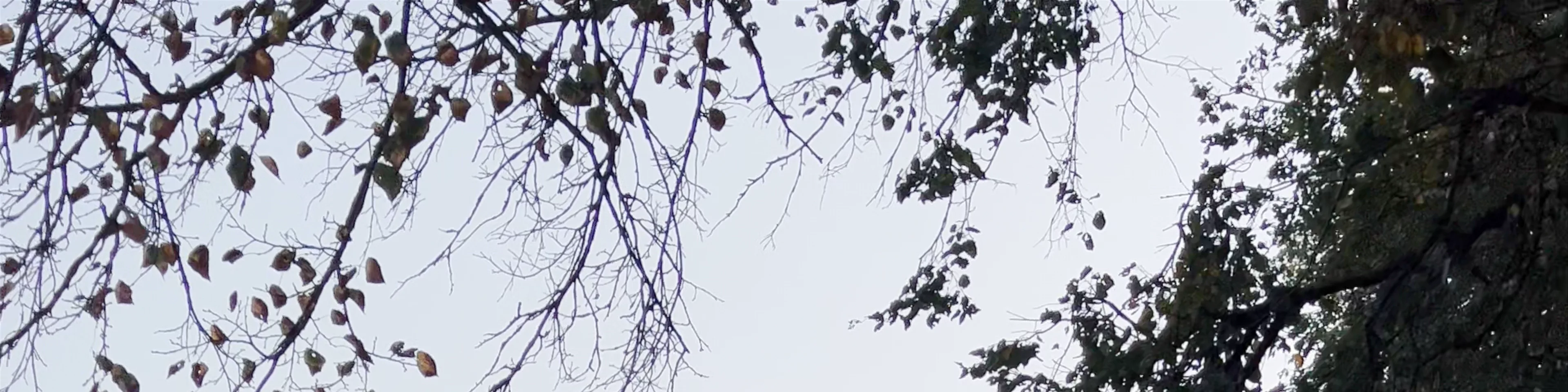 Rēzeknes promenāde