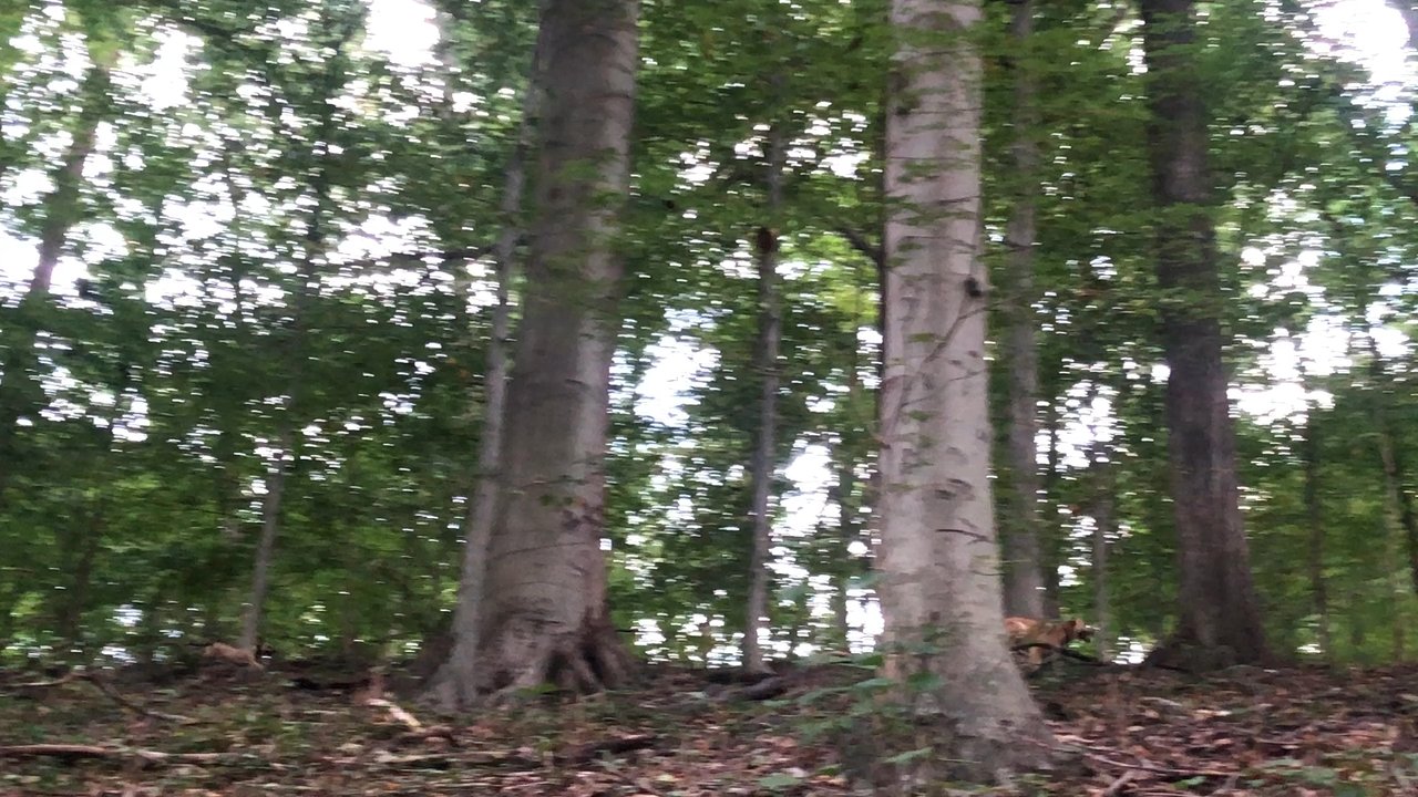 Melvin C Hazen Park - People let their dogs run completely loose - Parks Near Me - Washington, DC, District of Columbia