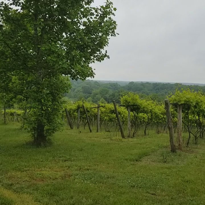 Elk Island Winery - Wineries Near Me - Goochland, Virginia