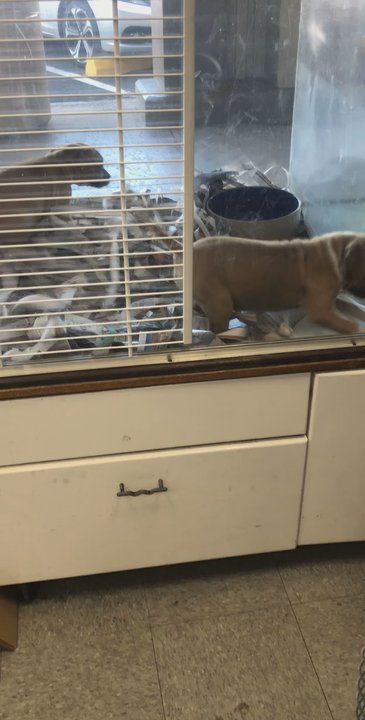 The Pet Depot - They were so cute and playful! - Pet Stores Near Me - Ocean Pointe, Hawaii
