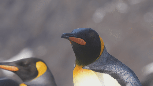 Untitled Work animated gif