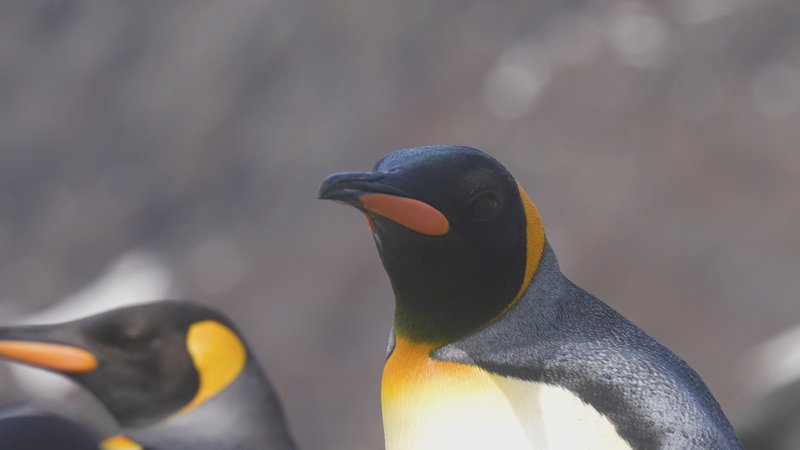 Untitled Work poster