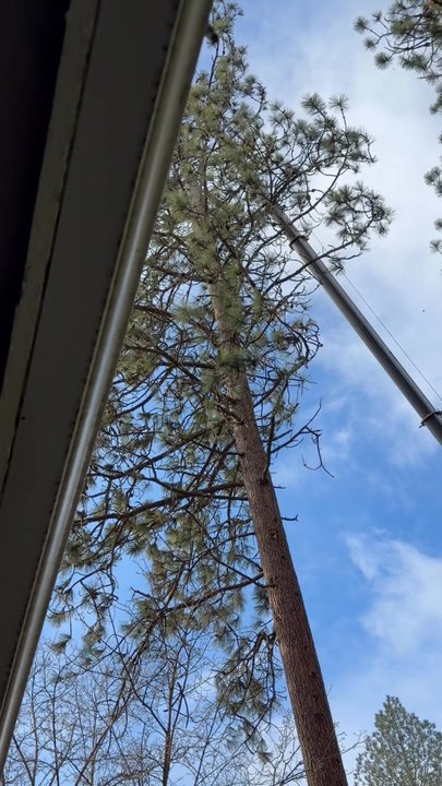 Cedar Ridge Tree Service - Tree Services Near Me