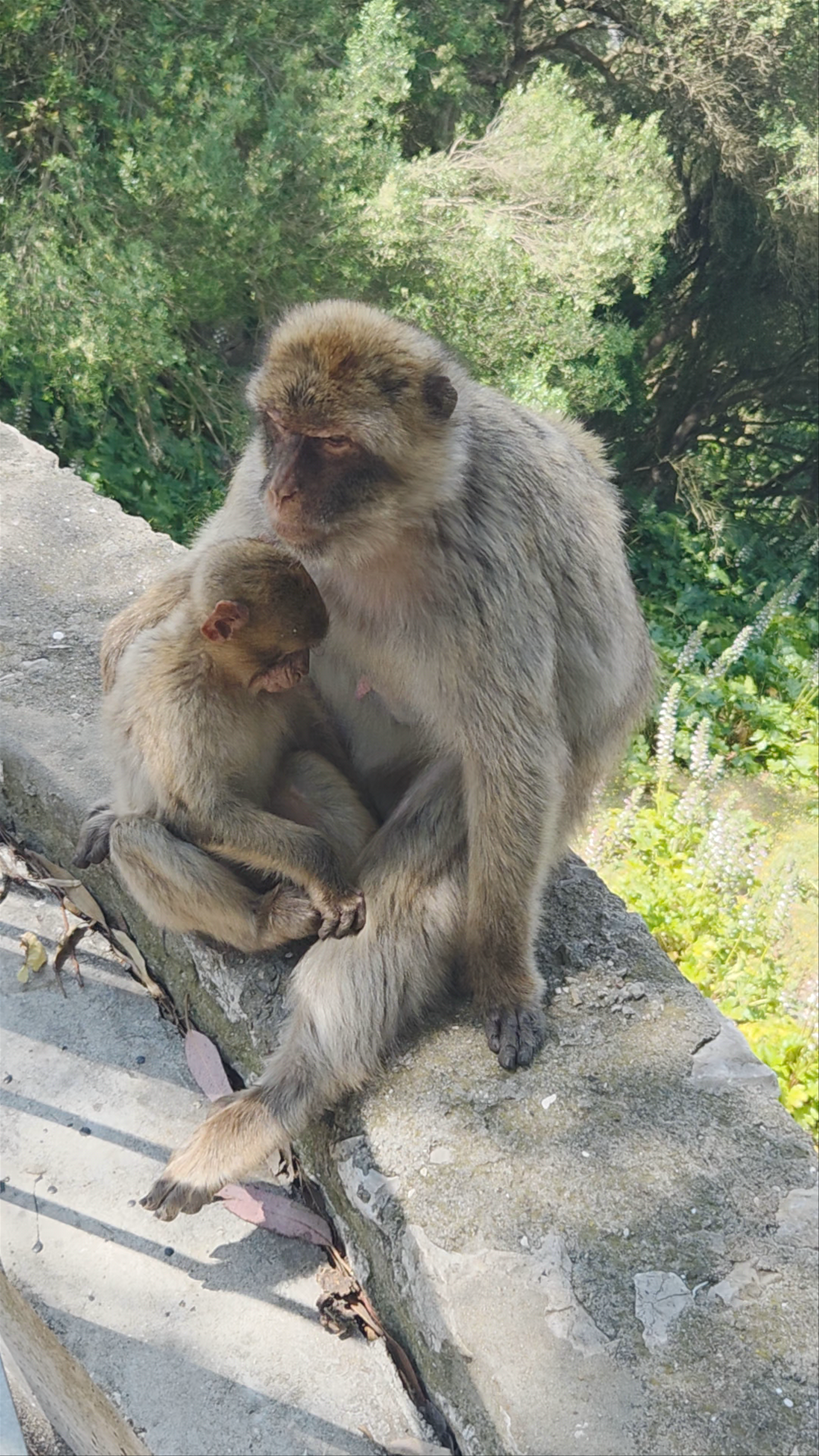 Gibraltar Cable Car (Upper station)