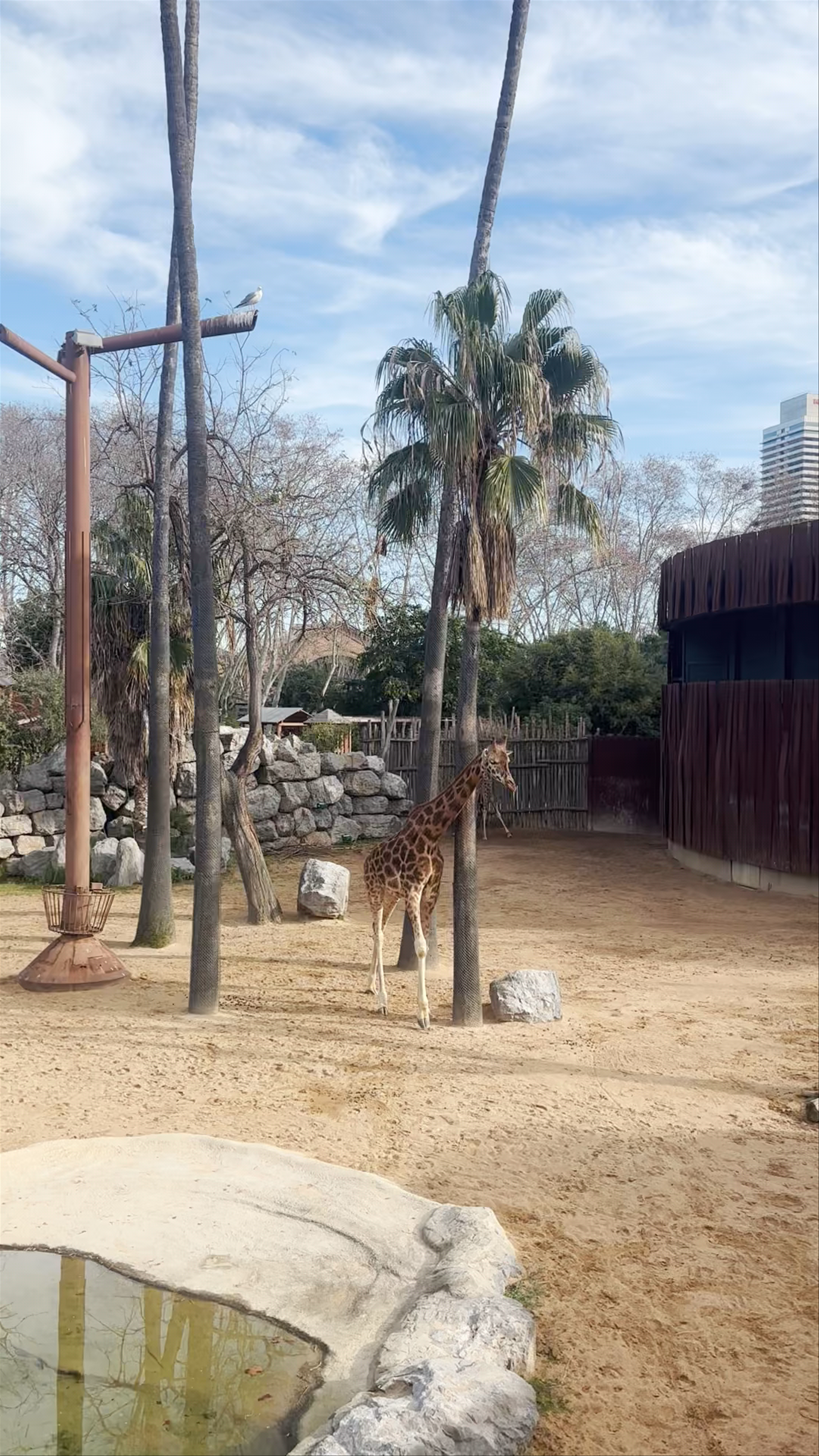 Discover the Majestic Giraffes at Zoo Barcelona in Parc de la Ciutadella