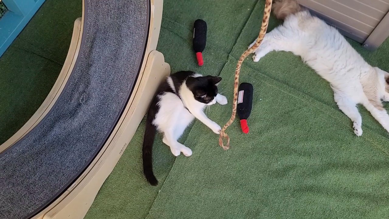 Video thumbnail 23 more videos