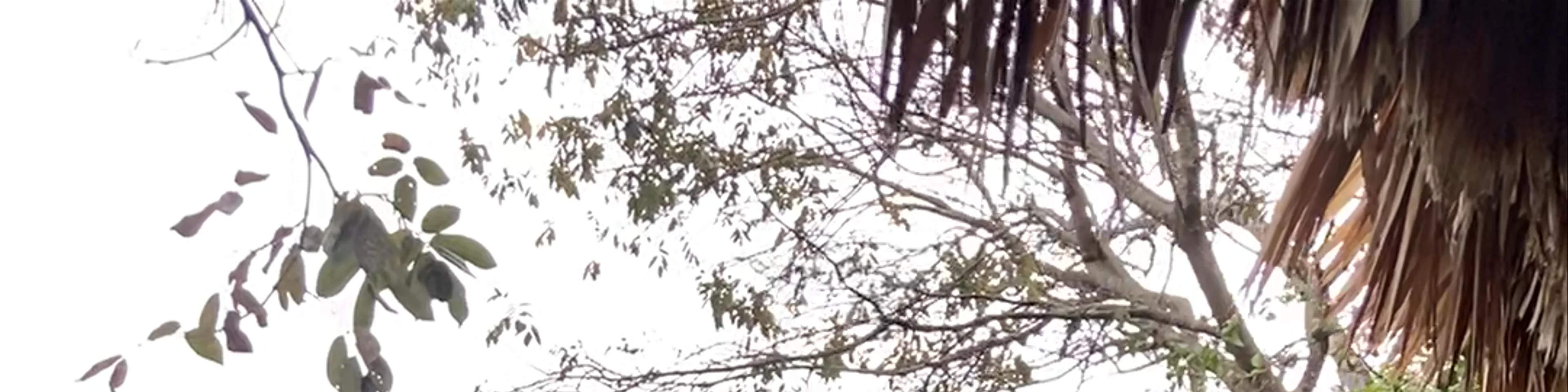 Jorge's Rope Swing