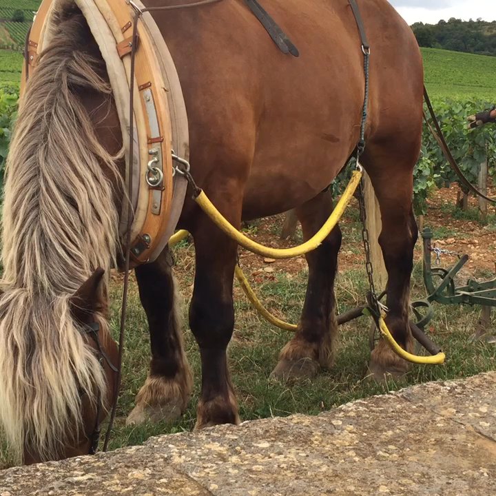 Authentica Tours - This guy came up to say hi. - Tours Near Me