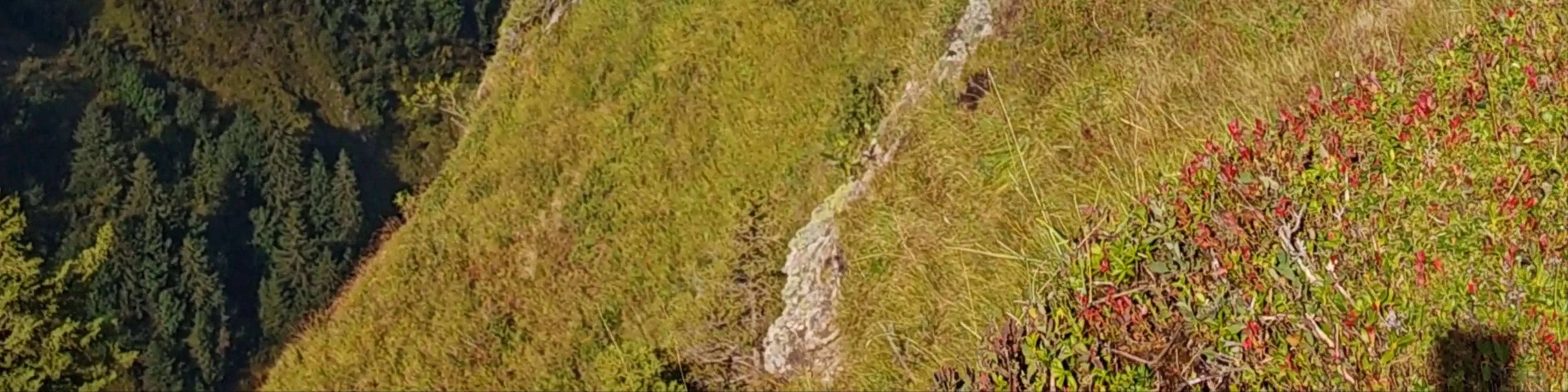 Walenpfad