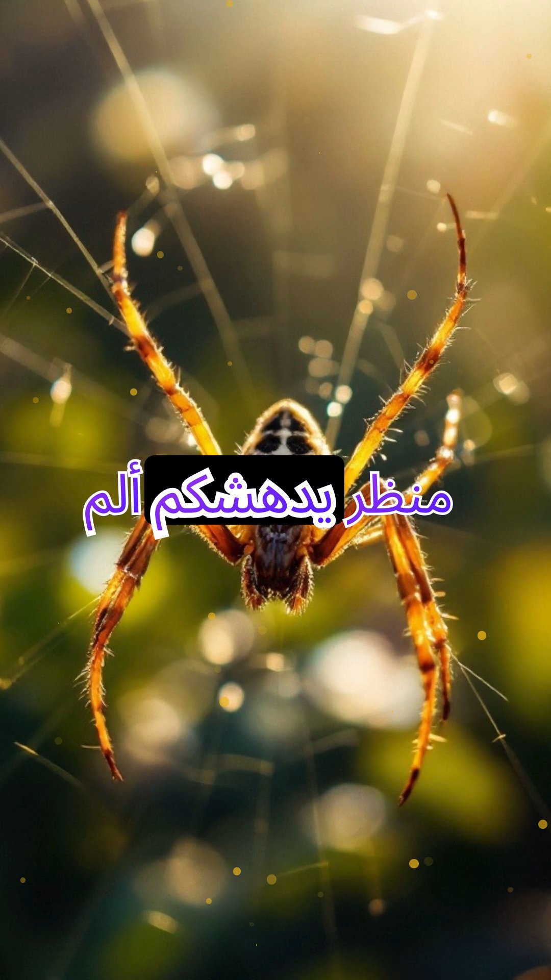 خيوط الأحلام الحريرية: تنسجه عنكبوت ناسج الأحلام