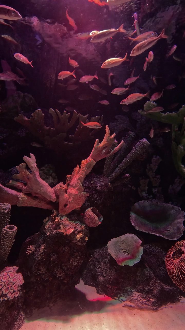 deep breath
🎥 Engin Akyurt · Pexels
#ocean #underwater #marinelife #nature #relax
