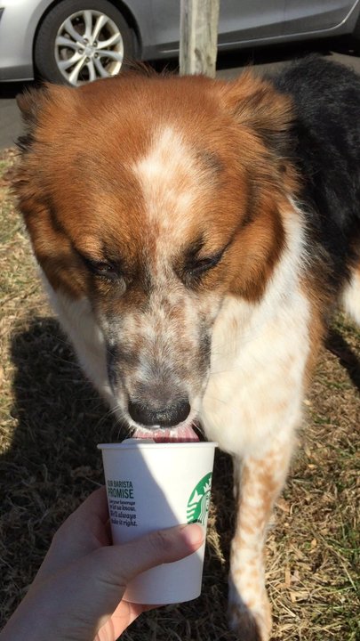 Starbucks - Thanks for the Puppacino! - Coffee & Tea Near Me - Trevose, Pennsylvania