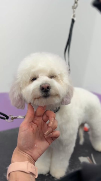 Pawssentials - Enjoying - Pet Groomers Near Me - Milpitas, California