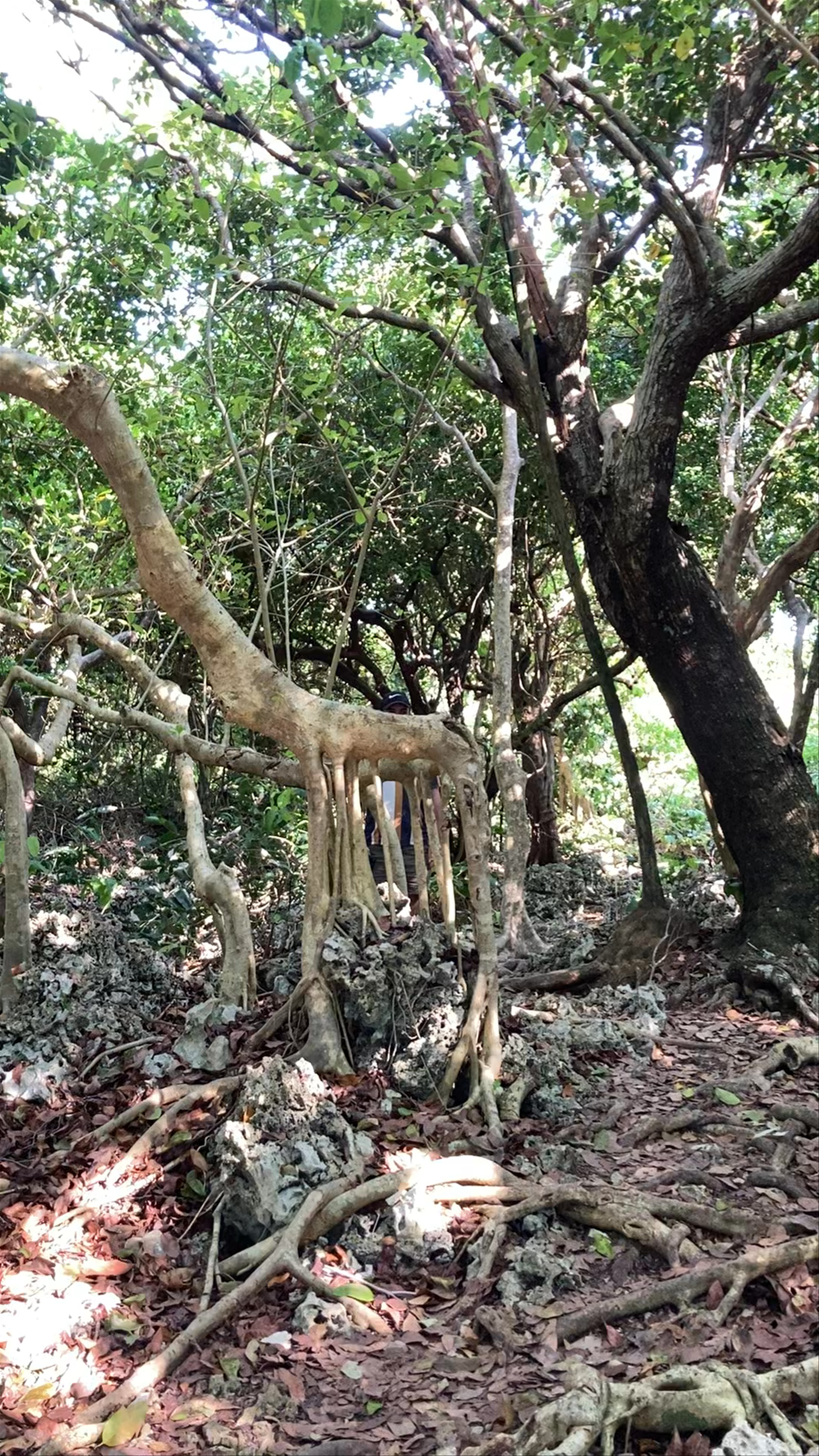 Utila fresh water caves