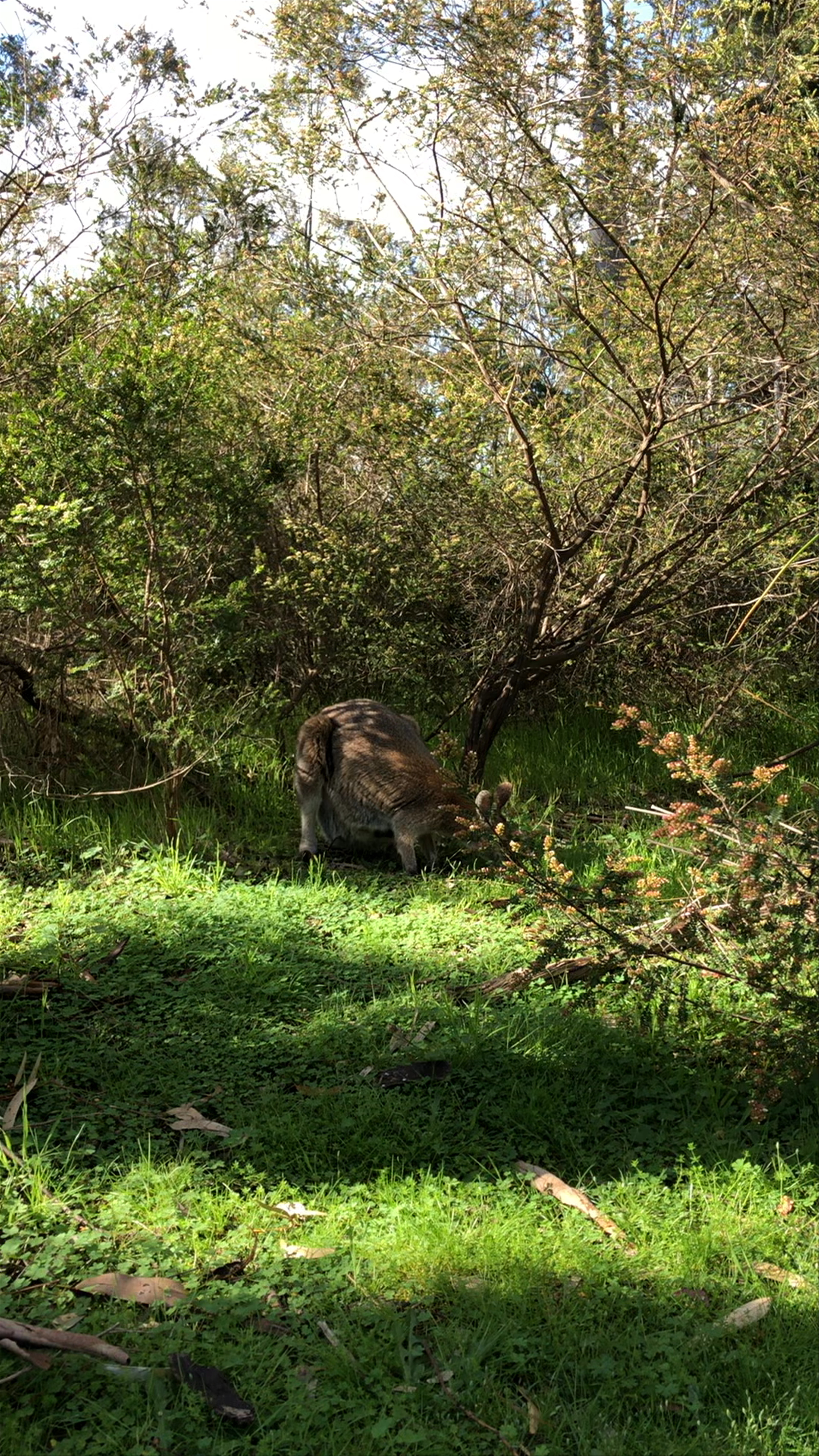 Wild Kangaroo Feeding in Lush Bushland at Halls Gap