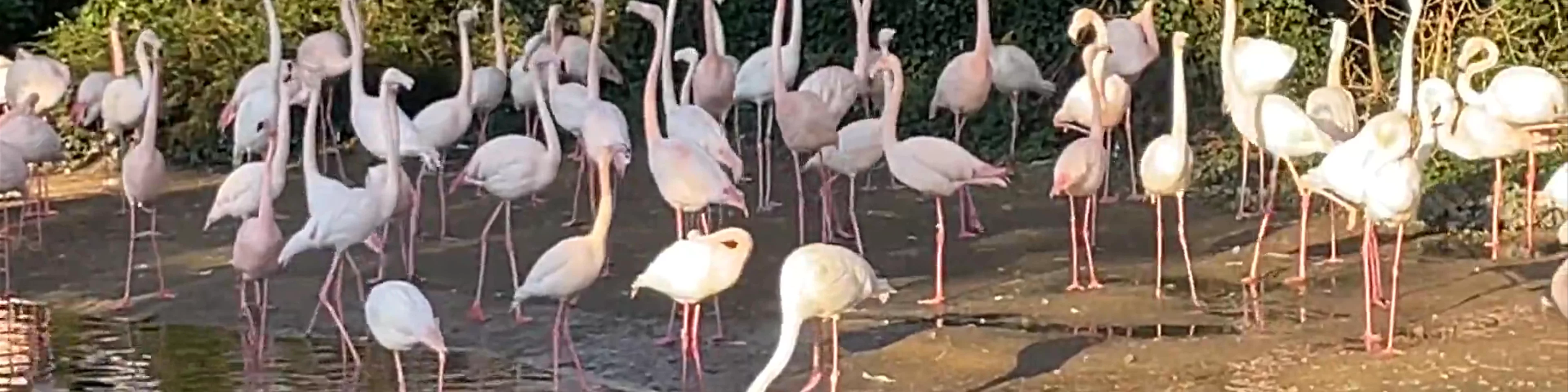 Zoo de Lyon