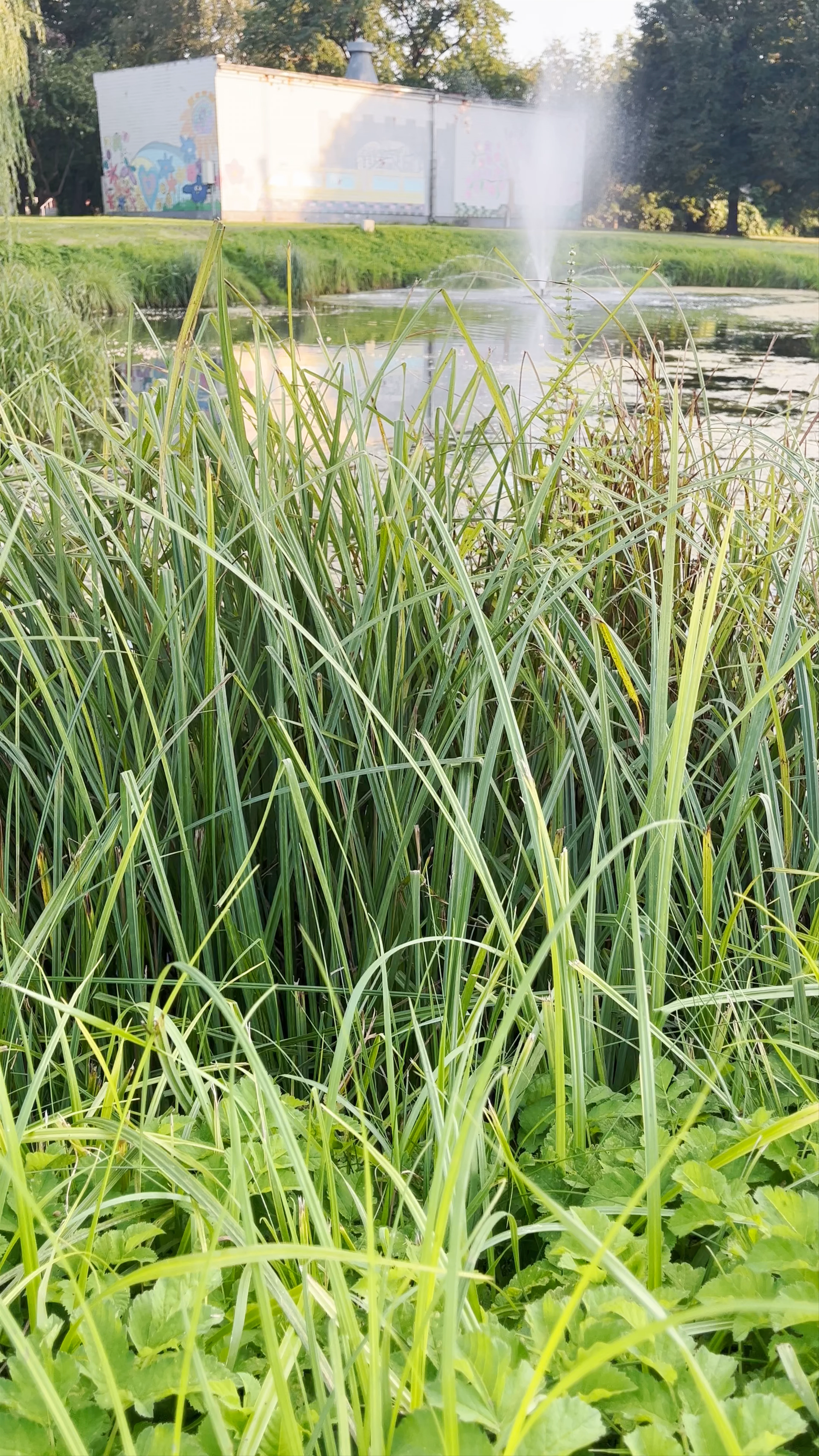 Pīļu Dīķis