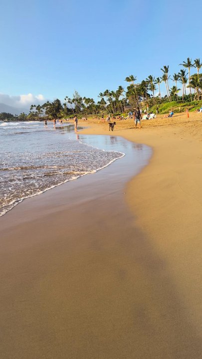 Kamaole Beach Park II - You never know what you'll see on kamaole. Pet goat on the beach - Beaches Near Me - Kihei, Hawaii