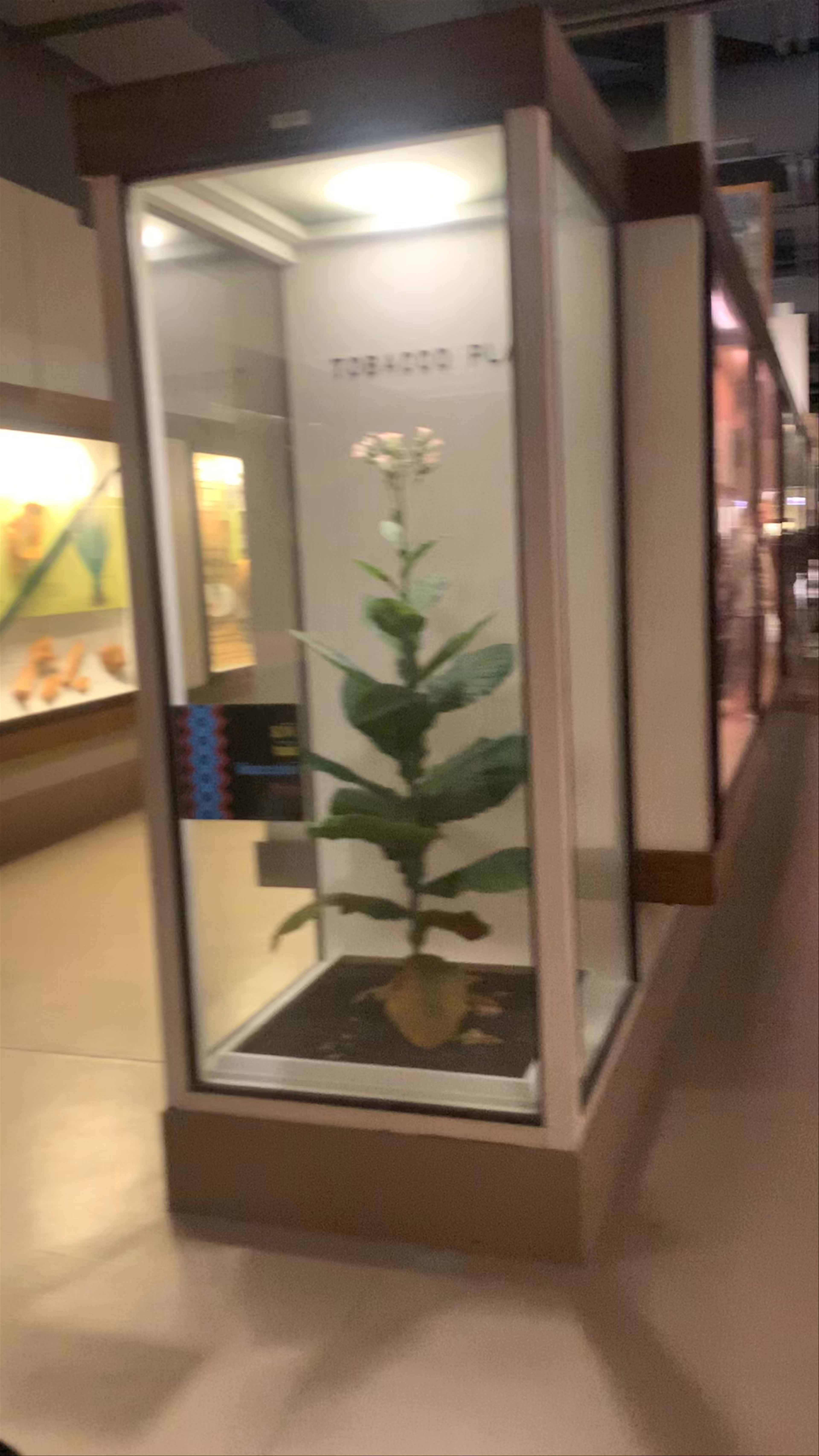 Field Museum