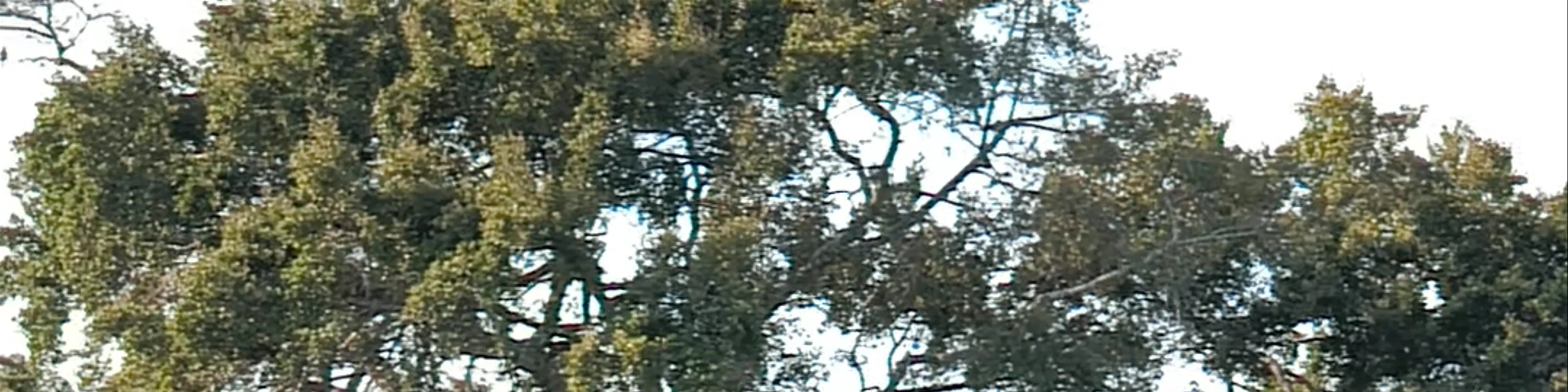 Yala National Park